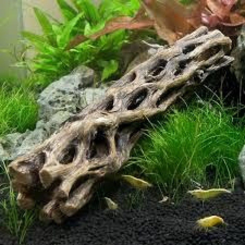 1 Piece Cholla Wood Aquarium Driftwood Approx 6 Inchcholla