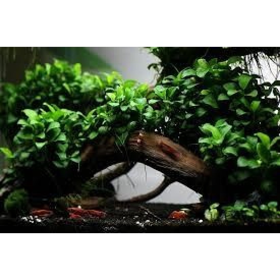 ADA TISSUE CULTURE-ANUBIAS BARTERI VAR NANA – (CUP : SHORT) -MK050