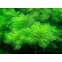 ADA TISSUE CULTURE - MYRIOPHYLLUM MATTOGROSSENSE (CUP SIZE: TALL) - IC406