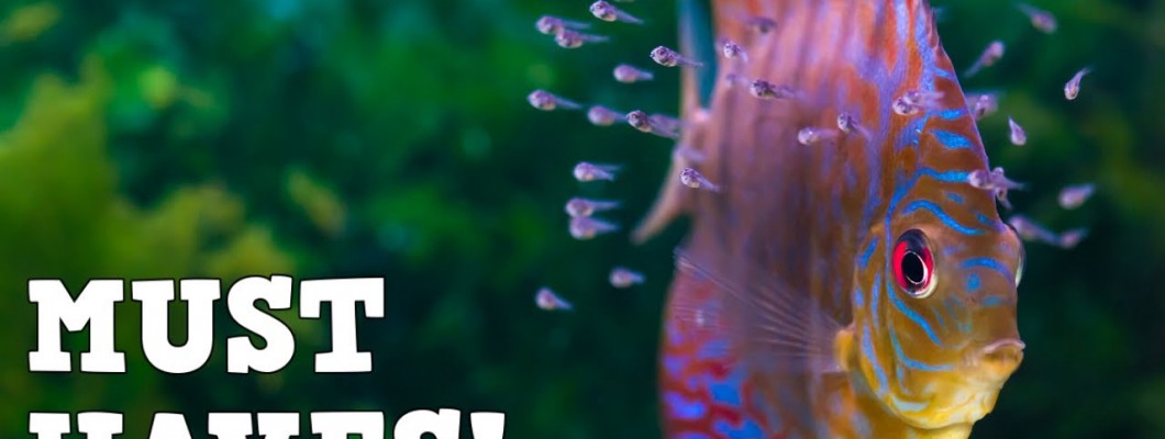 Top 5 Aquarium Accessories That Will Ease Your Fish Keeping Days!