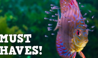 Top 5 Aquarium Accessories That Will Ease Your Fish Keeping