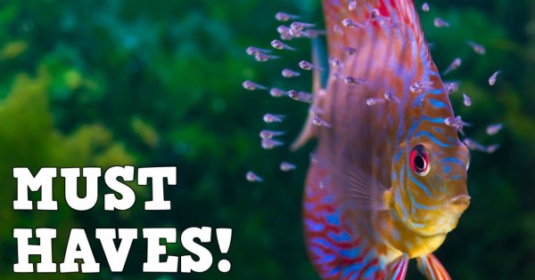 Top 5 Aquarium Accessories That Will Ease Your Fish Keeping ...