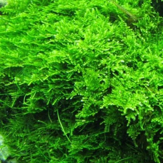 ADA TISSUE CULTURE PLANT - CHRISTMAS MOSS (VESICULARIA MONTAGNEI) (CUP SIZE: SHORT) - IC809