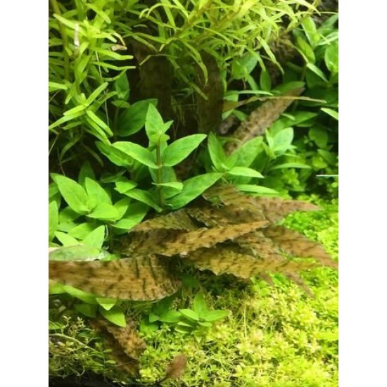 ADA TISSUE CULTURE - CRYPTOCORYNE AXELRODI (CUP SIZE: SHORT) - IC090