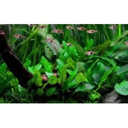 ADA TISSUE CULTURE - CRYPTOCORYNE WENDTII 'GREEN'  (CUP SIZE: TALL) - IC092