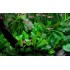 ADA TISSUE CULTURE - CRYPTOCORYNE WENDTII 'GREEN'  (CUP SIZE: TALL) - IC092