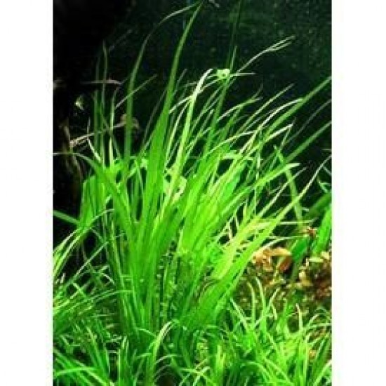 ADA TISSUE CULTURE - CYPERUS HELFERI (CUP SIZE: TALL) - IC031