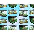 Imported Fish Aquarium Tank