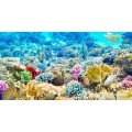 Coral & Invertrbrates