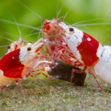 Shrimp Food