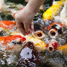 Koi & Ponds