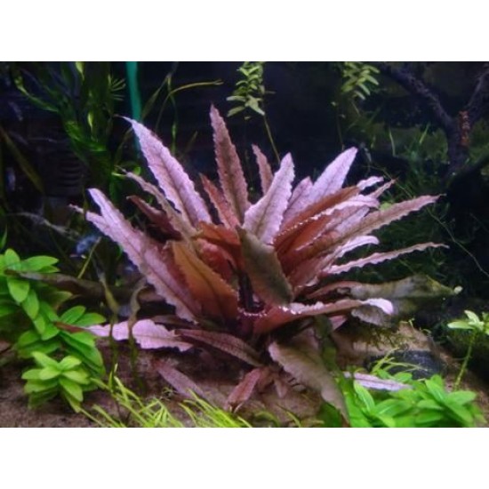 ADA TISSUE CULTURE - CRYPTOCORYNE WENDTII "PINK PANTHER" (CUP SIZE: TALL) - IC185