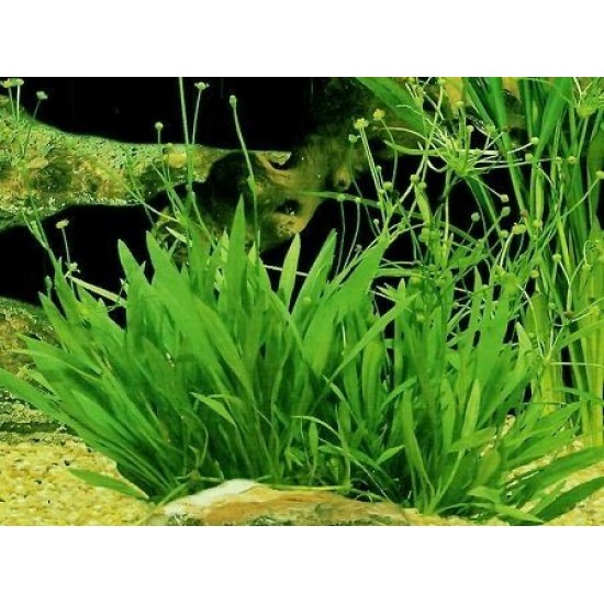 ADA TISSUE CULTURE - ECHINODORUS TENELLUS VAR. BROAD LEAF (CUP SIZE: TALL) - IC154