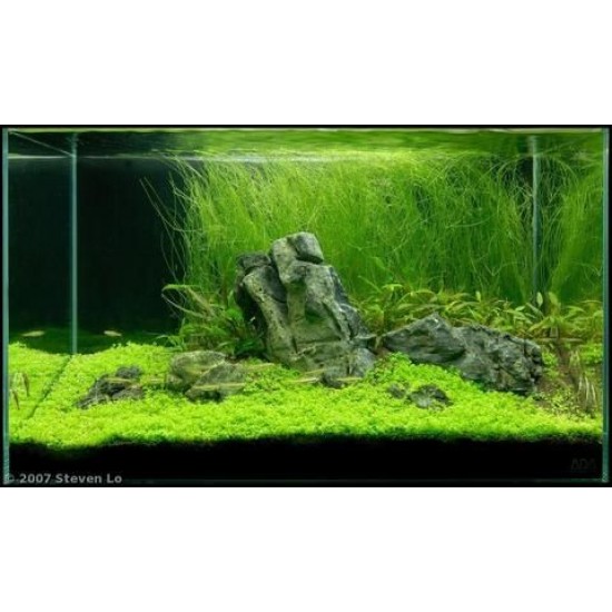 ADA TISSUE CULTURE - ELEOCHARIS VIVIPARA (CUP SIZE: TALL) - IC041