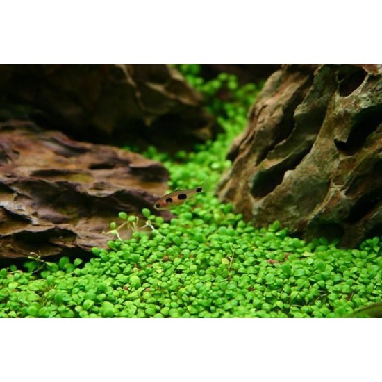 ADA TISSUE CULTURE - GLOSSOSTIGMA ELATINOIDES (CUP SIZE: SHORT) - IC005