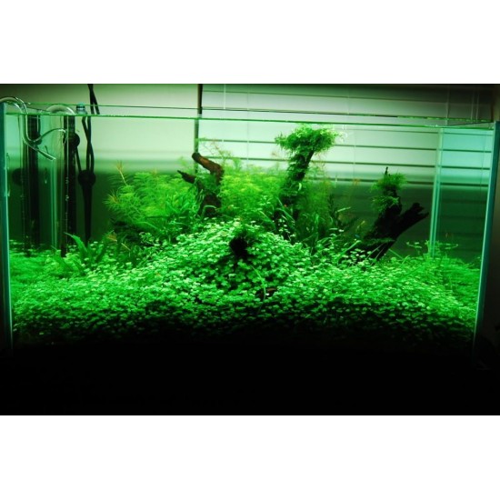 ADA TISSUE CULTURE - HYDROCOTYLE TRIPARTITA "MINI" (CUP SIZE: SHORT) - IC203