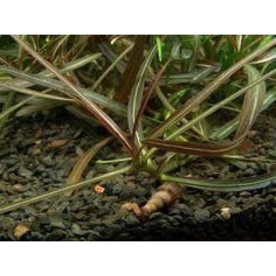 ADA TISSUE CULTURE - HYGROPHILA "ARAGUAYA SHARP LEAF" (CUP SIZE: TALL) - IC034