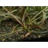 ADA TISSUE CULTURE - HYGROPHILA "ARAGUAYA SHARP LEAF" (CUP SIZE: TALL) - IC034