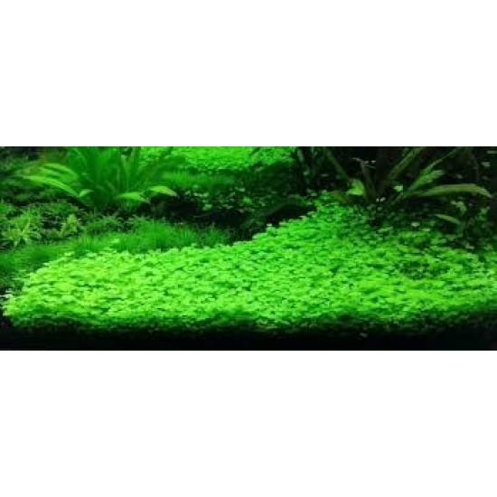 ADA TISSUE CULTURE - HYDROCOTYLE TRIPARTITA (CUP SIZE: SHORT) - IC014