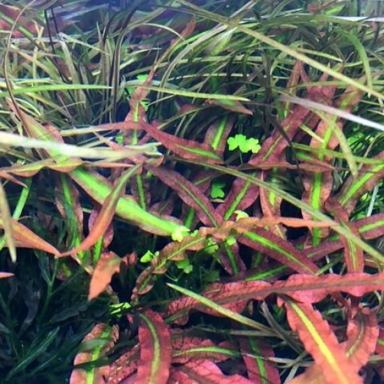 ADA TISSUE CULTURE - CRYPTOCORYNE SPIRALIS  TIGER  (CUP SIZE: TALL) - IC198