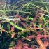 ADA TISSUE CULTURE - CRYPTOCORYNE SPIRALIS 'TIGER' (CUP SIZE: TALL) - IC198