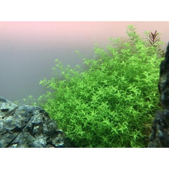 ADA TISSUE CULTURE PLANT - HEMIANTHUS MICRANTHEMOIDES (CUP SIZE: TALL) - IC022