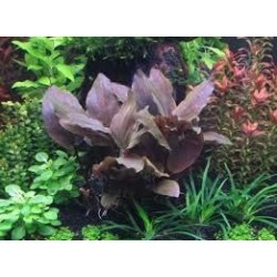 ADA TISSUE CULTURE - LAGENANDRA MEEBOLDII 'RED' (CUP SIZE: TALL) - IC217