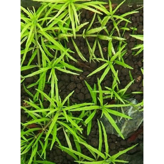 ADA TISSUE CULTURE - LIMNOPHILA SP. "VIETNAM" (LABELED AS SCROPHULARIACEAE SP.)(CUP SIZE: TALL) - IC419