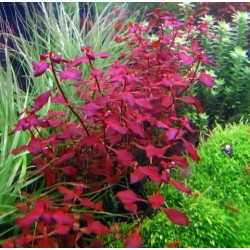 ADA TISSUE CULTURE - LUDWIGIA REPENS 'SUPER RED' (CUP SIZE: TALL) - IC407