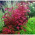 ADA TISSUE CULTURE - LUDWIGIA REPENS 'SUPER RED' (CUP SIZE: TALL) - IC407