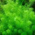 ADA TISSUE CULTURE - MYRIOPHYLLUM SP MINI GUYANA (CUP SIZE: TALL) - IC452