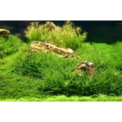 ADA TISSUE CULTURE - POGOSTEMON HELFERI (CUP SIZE: SMALL) - IC035