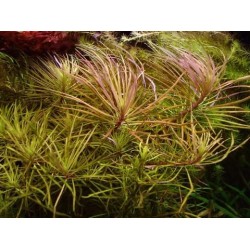 ADA TISSUE CULTURE - POGOSTEMON STELLATUS 'DASSEN' (CUP SIZE: TALL) - IC026