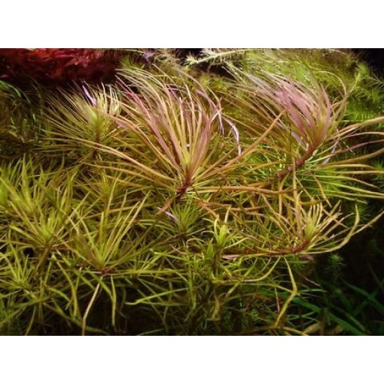 ADA TISSUE CULTURE - POGOSTEMON STELLATUS  DASSEN  (CUP SIZE: TALL) - IC026