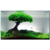 ADA TISSUE CULTURE - PEACOCK MOSS (TAXIPHYLLUM SP. 'PEACOCK) (CUP SIZE: SHORT) - IC808