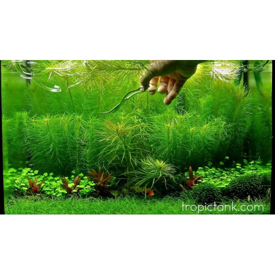 ADA TISSUE CULTURE - POGOSTEMON ERECTUS (CUP SIZE: TALL) - IC405