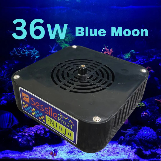 NINJA - Blue Moon-36W