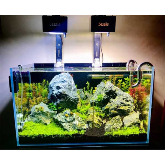 Sessile - AVANTRA - Hi-Tech planted light Sessile - AVANTRA - Hi-Tech planted light