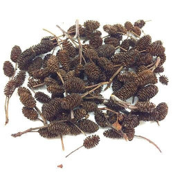 BORNEO WILD Alder Cones | 10pcs | Nature Aquarium Goods
