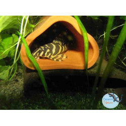 Cube One CL-005-Triangle pleco cave