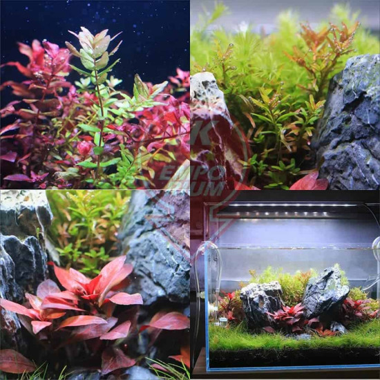 Neo Helios XP Series Flat LED Aquarium Light