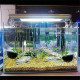 Plant Pot for Aquarium Fish Tank | Carpet Plants Planting Glass Pot | Crystal Clear Glass Pot with with Strong Suction Cup Plant Pot for Aquarium Fish Tank | Carpet Plants Planting Glass Pot | Crystal Clear Glass Pot with with Strong Suction Cup