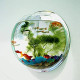 Premium Acrylic Wall Mounted Aquarium Fish Bowl / Wall Planter for Home Decor (9 inches, Rust Resistant)