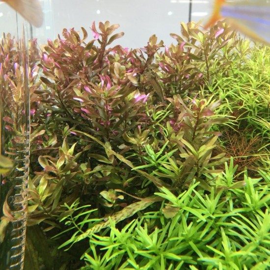 ADA TISSUE CULTURE - ROTALA MACRANDRA  BANGLADESH  (CUP SIZE: TALL) - IC397