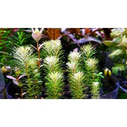ADA TISSUE CULTURE - ROTALA SP 'BANGLADESH' (CUP SIZE: TALL) - IC392