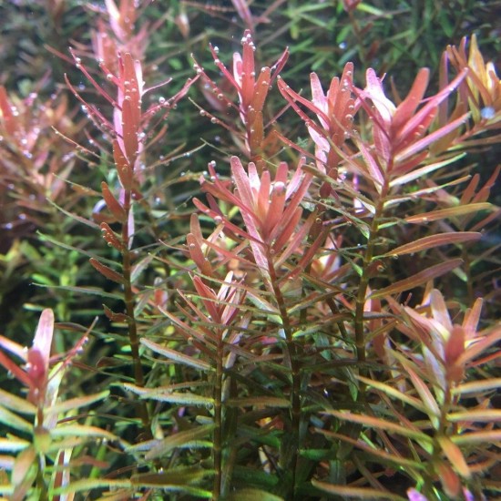 ADA TISSUE CULTURE - ROTALA SP. "H RA" (CUP SIZE: TALL) - IC043