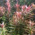 ADA TISSUE CULTURE - ROTALA SP. "H'RA" (CUP SIZE: TALL) - IC043
