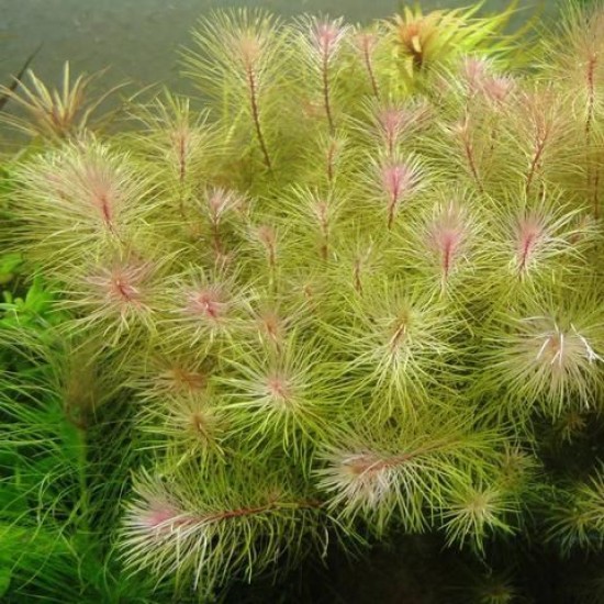 ADA TISSUE CULTURE - ROTALA SP.  VIETNAM  (CUP SIZE: TALL) - IC025