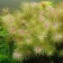 ADA TISSUE CULTURE - ROTALA SP. 'VIETNAM' (CUP SIZE: TALL) - IC025