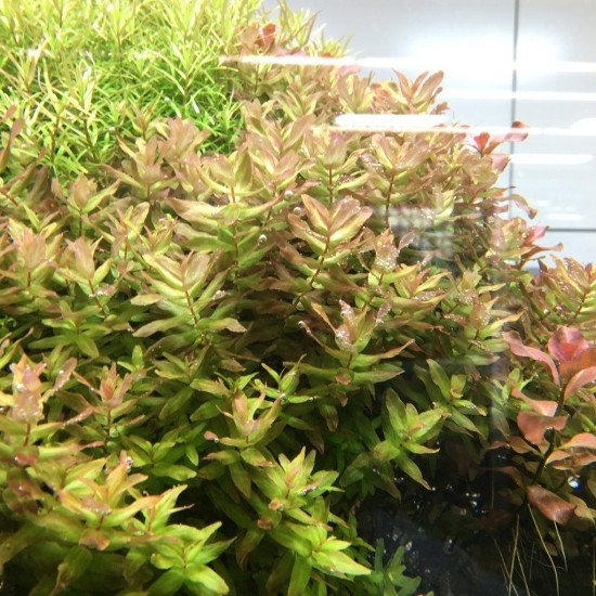 ADA TISSUE CULTURE - ROTALA MACRANDRA  GREEN  (CUP SIZE: TALL) - IC038